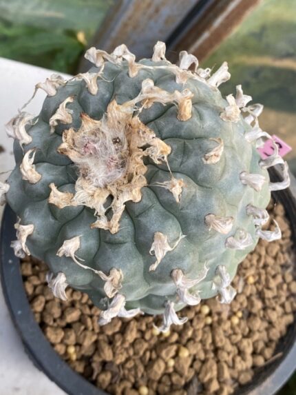 Lophophora Williamsii 9-10 cm 31 years old seed ownroot flower seedling