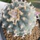 mescaline cactus
