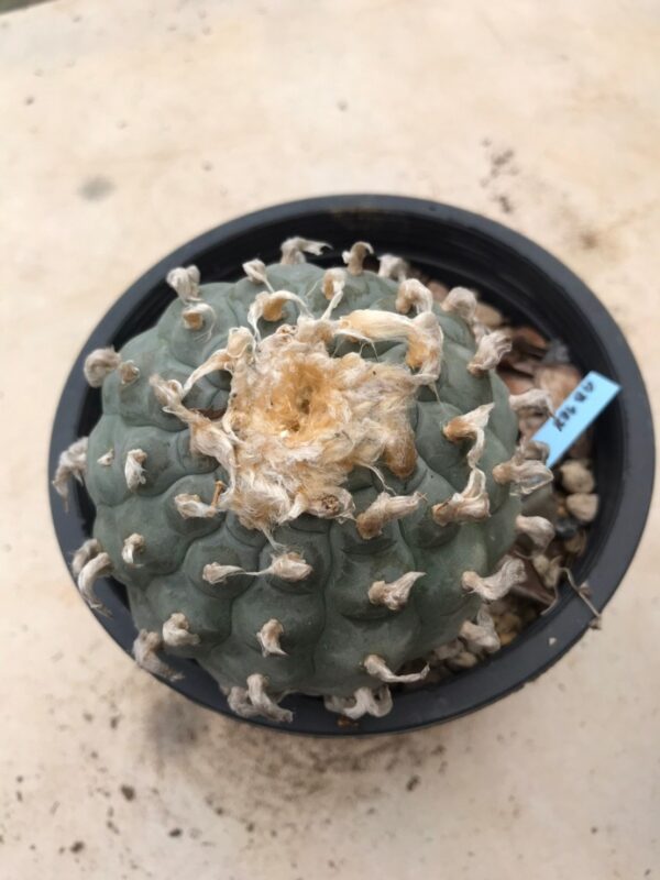 Lophophora williamsii grow from seed 25 years old - can give flower and seed