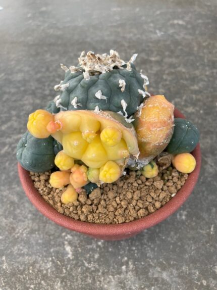 Lophophora williamsii variegata grow from seed 25 years old - can give flower and seed ownroot