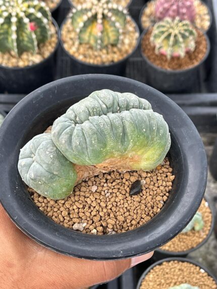 Lophophora Williamsii Cristata 11-12 cm 25 years old seed ownroot flower seedling