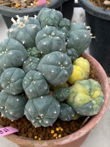 Lophophora williamsii variegata 8-10 cm grow from seed own root 18 years old from Japan