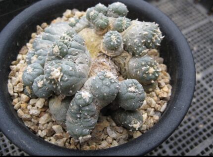 Lophophora williamsii cristata japan import 15 years old - can give flower and seed