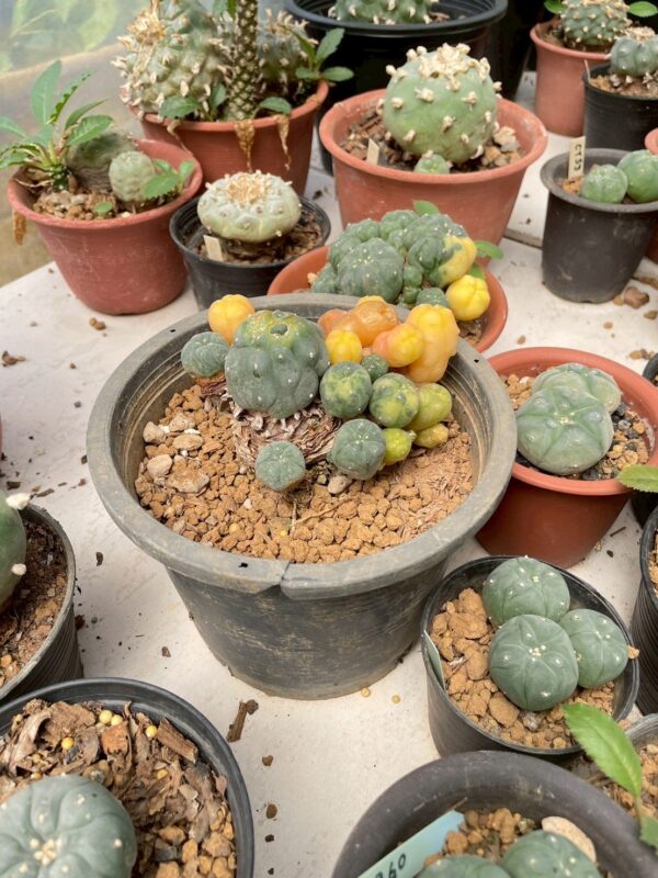 Lophophora Williamsii Variegata 6-7 cm 12 years old seed ownroot flower seedling