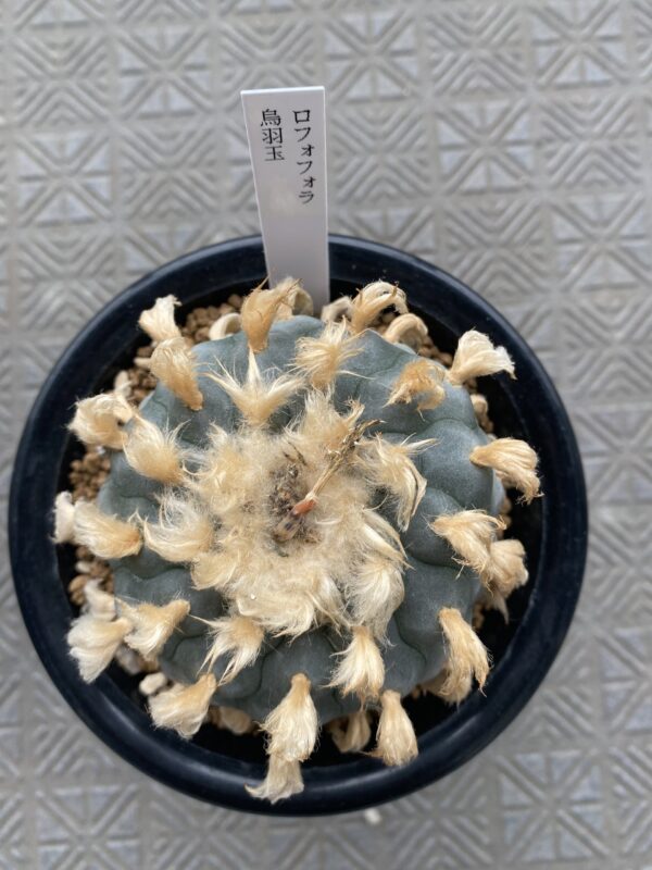 Japan import Lophophora Williamsii 8cm grow from seed 27 years old - can give flower and seed ownroot(copy)