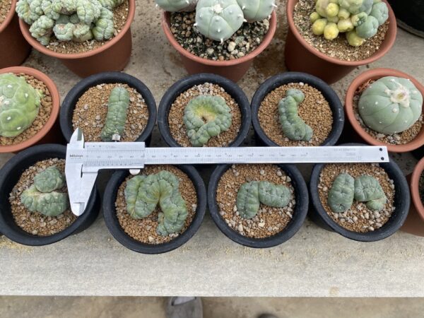 Lophophora Williamsii Cristata 5-6 cm 15 years old seed ownroot flower seedling