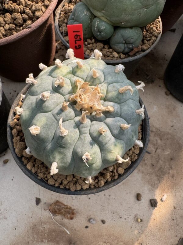 Lophophora Williamsii Variegata 7-8 cm 25 years old seed ownroot flower seedling