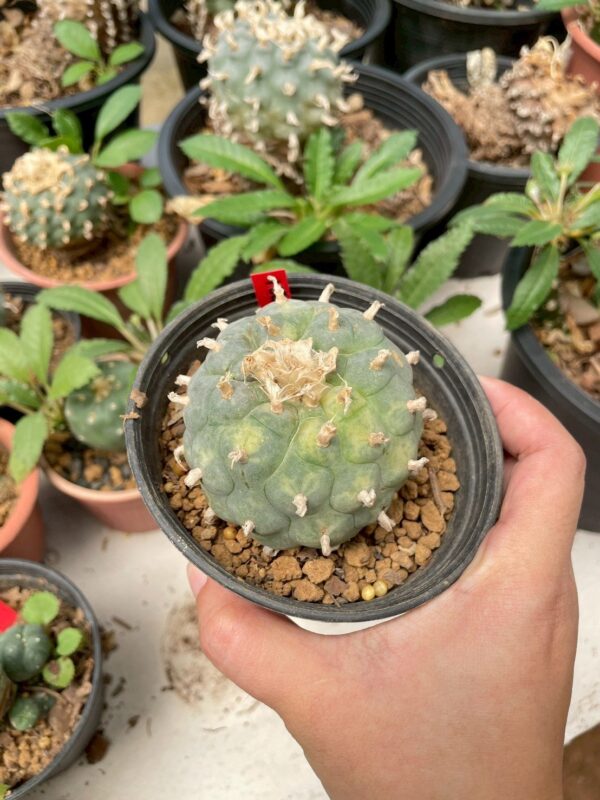 Lophophora Williamsii Variegata 6-7 cm 12 years old seed ownroot flower seedling