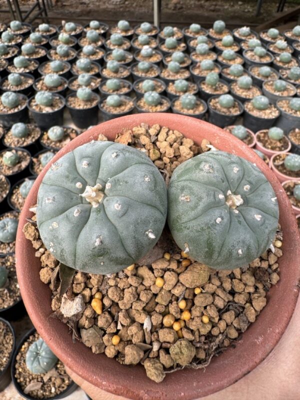 Lophophora Williamsii 7-8 cm 18 years old seed ownroot flower seedling