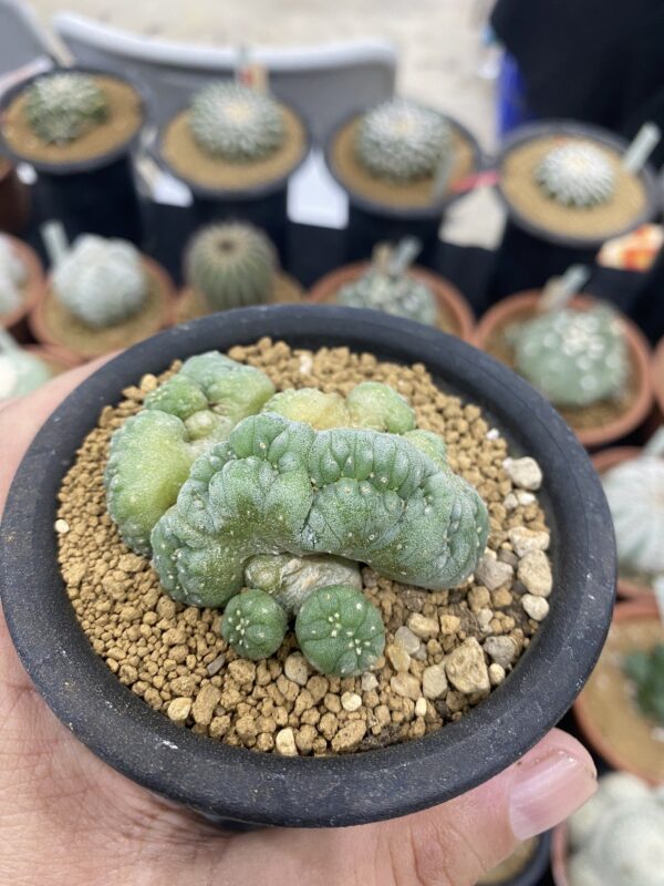 Lophophora Williamsii Cristata 8-9 cm 25 years old seed ownroot flower seedling