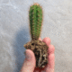 San Pedro cactus seedling
