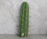 Trichocereus Peruvianus Cuttings