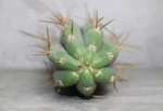 San Pedro Cactus