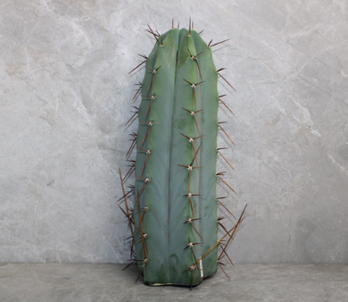 Trichocereus Sp. Volcano Cutting (25-30cm)