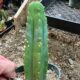 Buy San Pedro Cactus Online