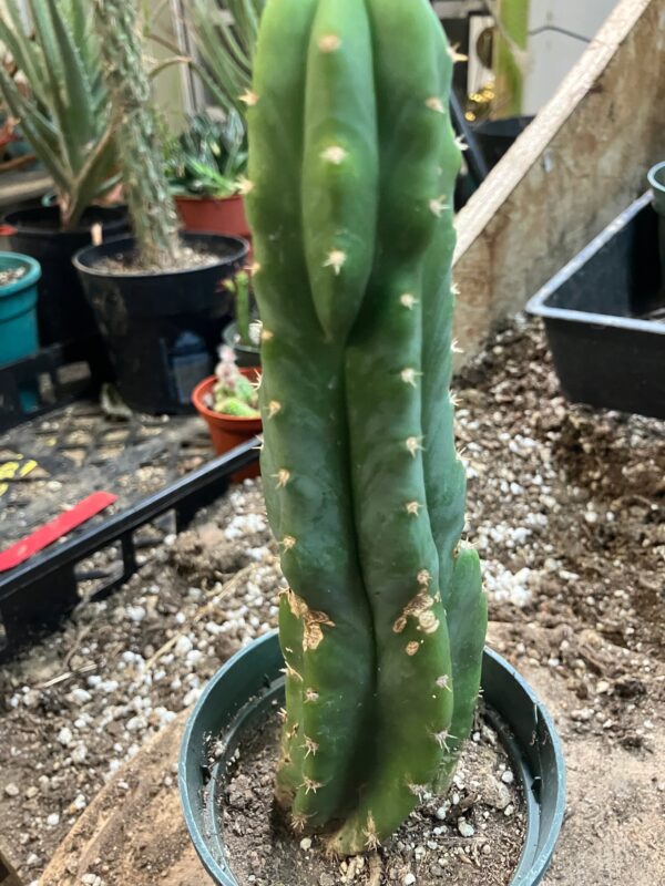 San Pedro Cactus - Trichocereus pachanoi 8" Tall #8Y