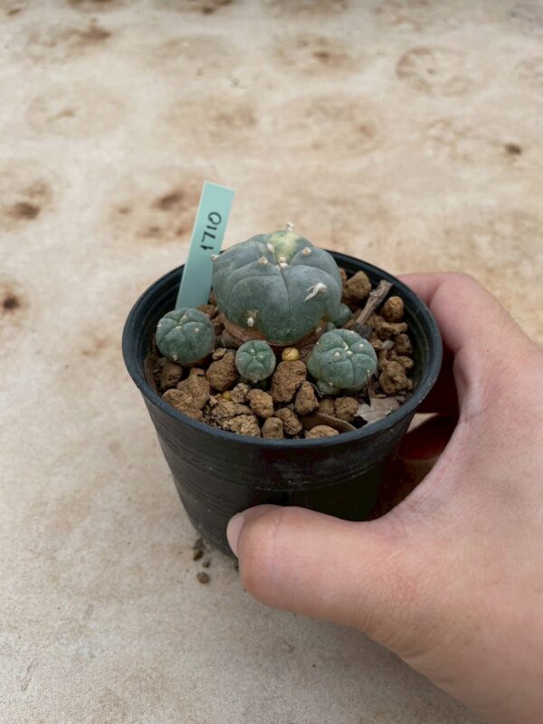 Lophophora Williamsii Variegata 5-6 cm 15 years old seed ownroot flower seedling