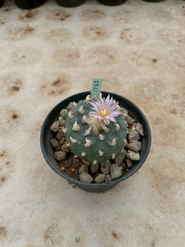 Lophophora Williamsii 6-7 cm 15 years old seed ownroot flower seedling