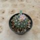 Buy Peyote Cactus Seeds