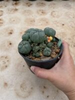 Buy Lophophora williamsii