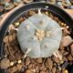 Peyote seeds for sale