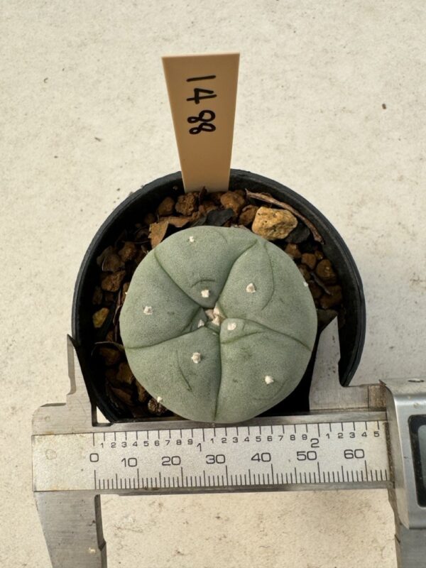 Buy cheap Peyote Cactus Seeds