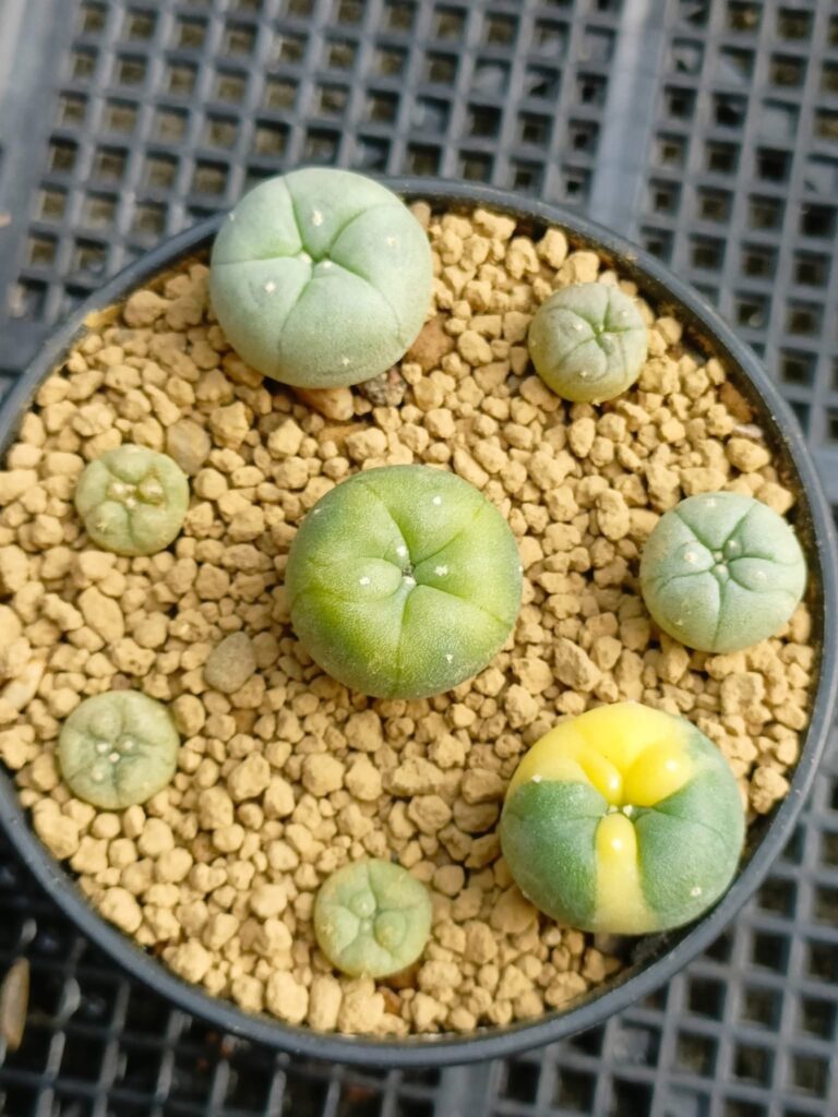 Buy Peyote Mescaline Cacti