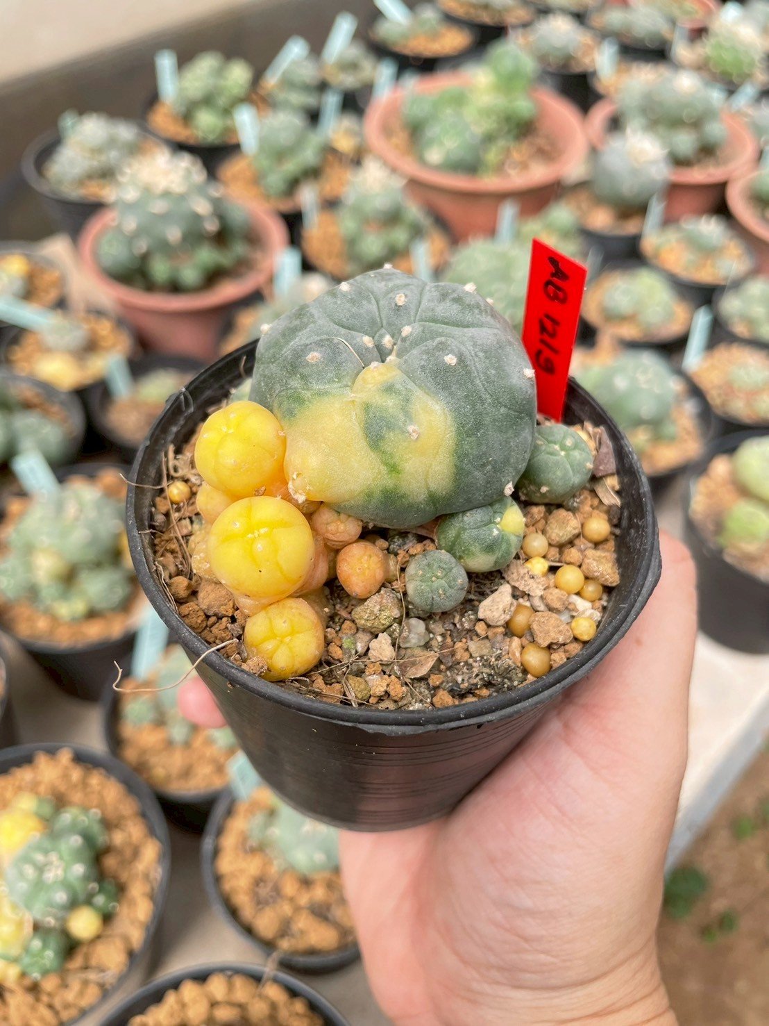 Peyote cactus Peyote cactus