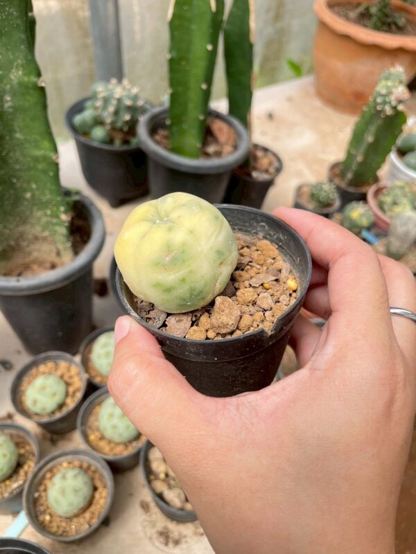 Lophophora Williamsii Variegata 3-4 cm 12 years old seed ownroot flower seedling